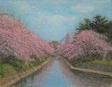 松川の桜並木