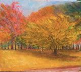 城南公園の黄葉の木