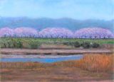 神通川左岸の桜並木